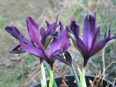 Iris reticulata George
