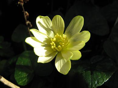 Ranunculus ficaria seedling