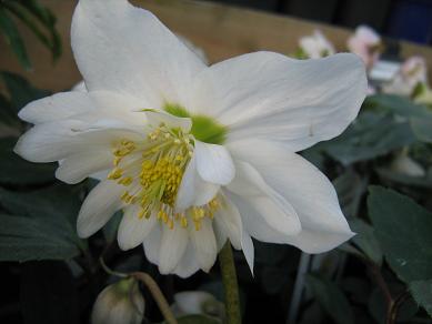 Helleborus niger Harvington Double