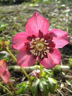 Helleborus x hybridus Crimson Ruffles
