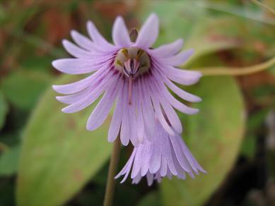 Soldanella Spring Symphony