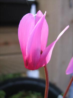 Cyclamen repandum