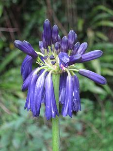 Agapanthus inapertus Graskop
