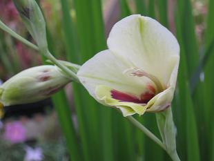 Gladiolus papilio Yellow Form