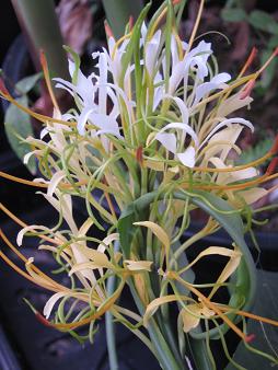 Hedychium gracillimum