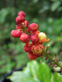 Mahonia nitens