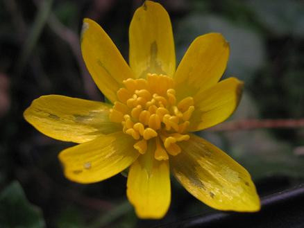 Ranunculus ficaria
