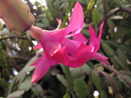 Schlumbergera x buckleyi