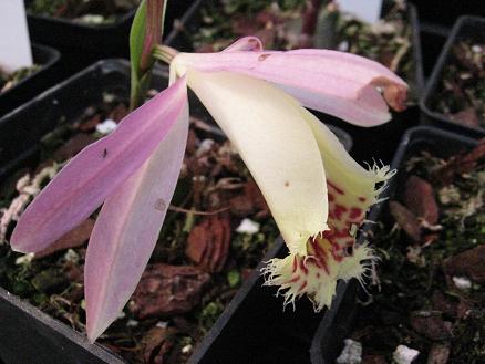 Pleione Zeus Weinstein 'Desert Sands'