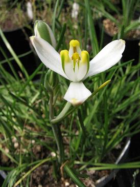 Albuca humilis