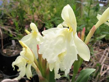 Roscoea cautleyoides 'Early Yellow'