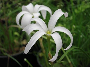 Zephyranthes 'Itsy Bitsy'