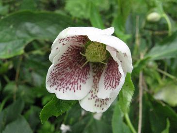 Helleborus x hybridus