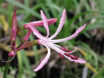 Nerine peersii