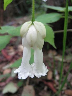 Strobilanthes nutans