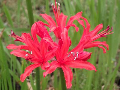Nerine 'Salmon Supreme'