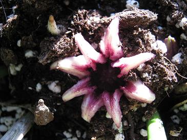 Aspidistra daibuensis BSWJ 312b