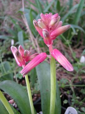 Lachenalia bulbifera 'George'