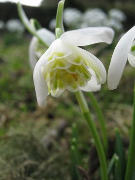 Galanthus 'Lady Elphinstone'