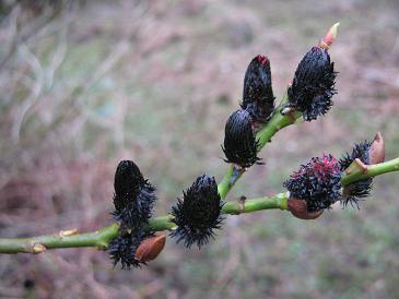 Salix gracilistyla 'Melanostachys'