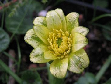 Ranunculus ficaria 'Limelight'