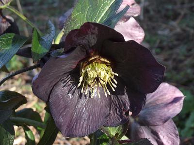 Helleborus x hybridus Black