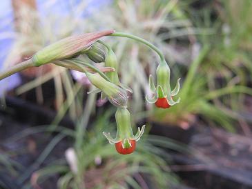 Tulbaghia acutiloba