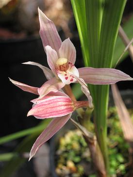 Cymbidium tortisepalum longibracteatum