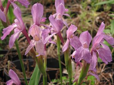Roscoea cautleyoides Mauve