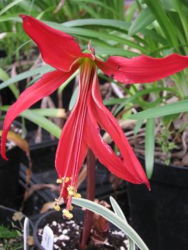 Sprekelia formosissima