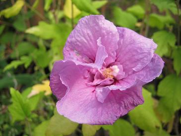Hibiscus syriacus 'Lavender Chiffon'