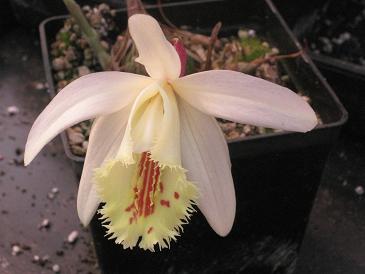 Pleione Mayasa