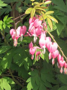 Lamprocapnos spectabilis