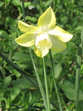 Narcissus 'Pipit'