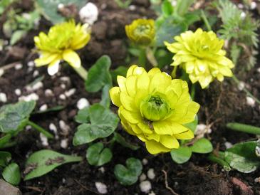 Ranunculus ficaria Green Eyed Flore Plena