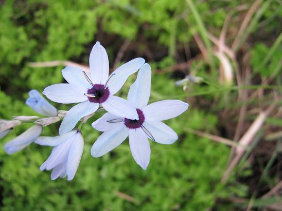 Ixia viridiflora