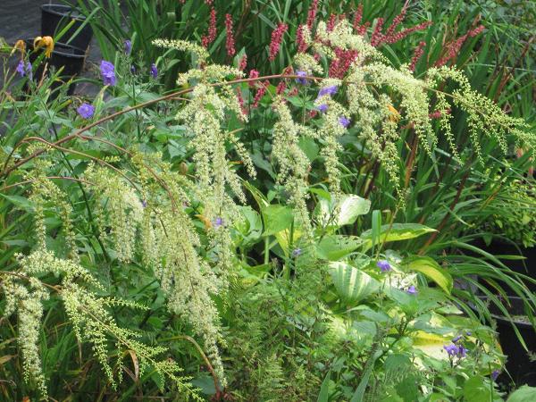 Astilbe rivularis var myriantha BWJ 8076A