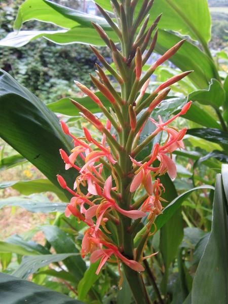 Hedychium densiflorum 'Sorung'