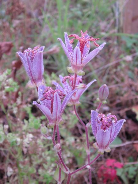 Tricyrtis formosana 'Spotted Toad'