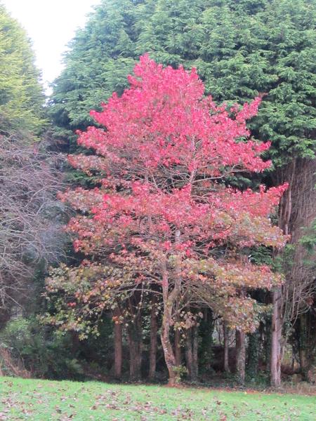 Liquidambar styraciflua 'Worplesdon