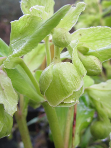 Helleborus foetidus 'Chedglow'