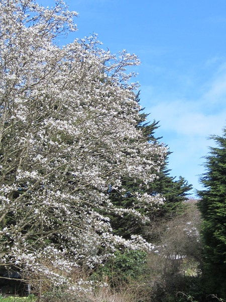 Magnolia x proctoriana