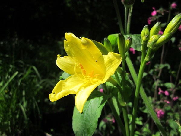 Hemerocallis lilioasphodelus