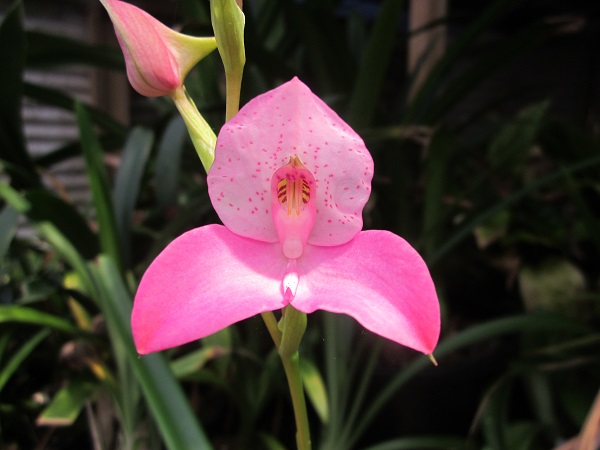 Disa Unilangley