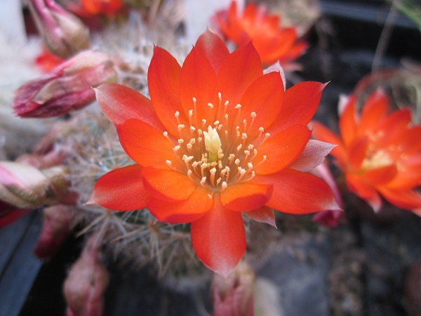 Rebutia christinae