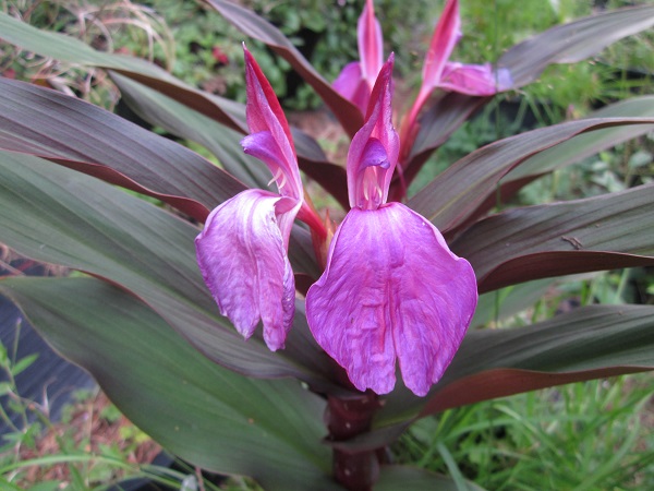 Roscoea purpurea purple leaf