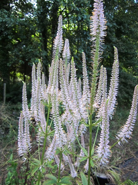 Veronicastrum virginicum 'Roseum'