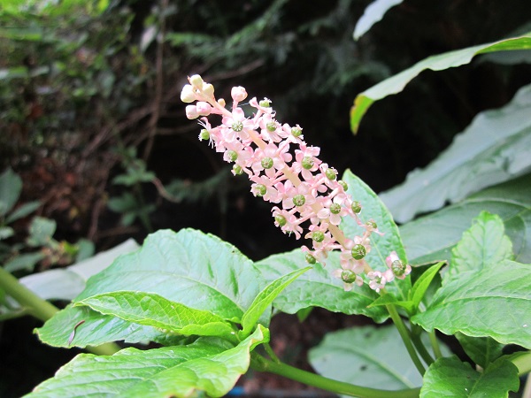 Phytolacca americana