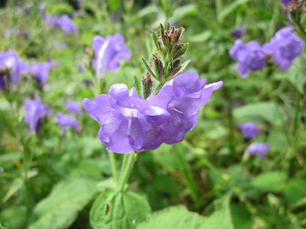 Strobilanthes wallichii