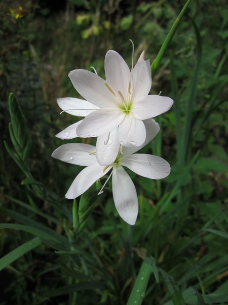 Hesperantha coccinea 'Pink Princess'